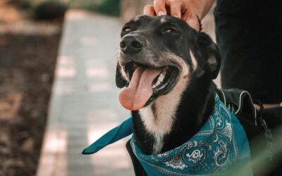 Health benefits of pet ownership